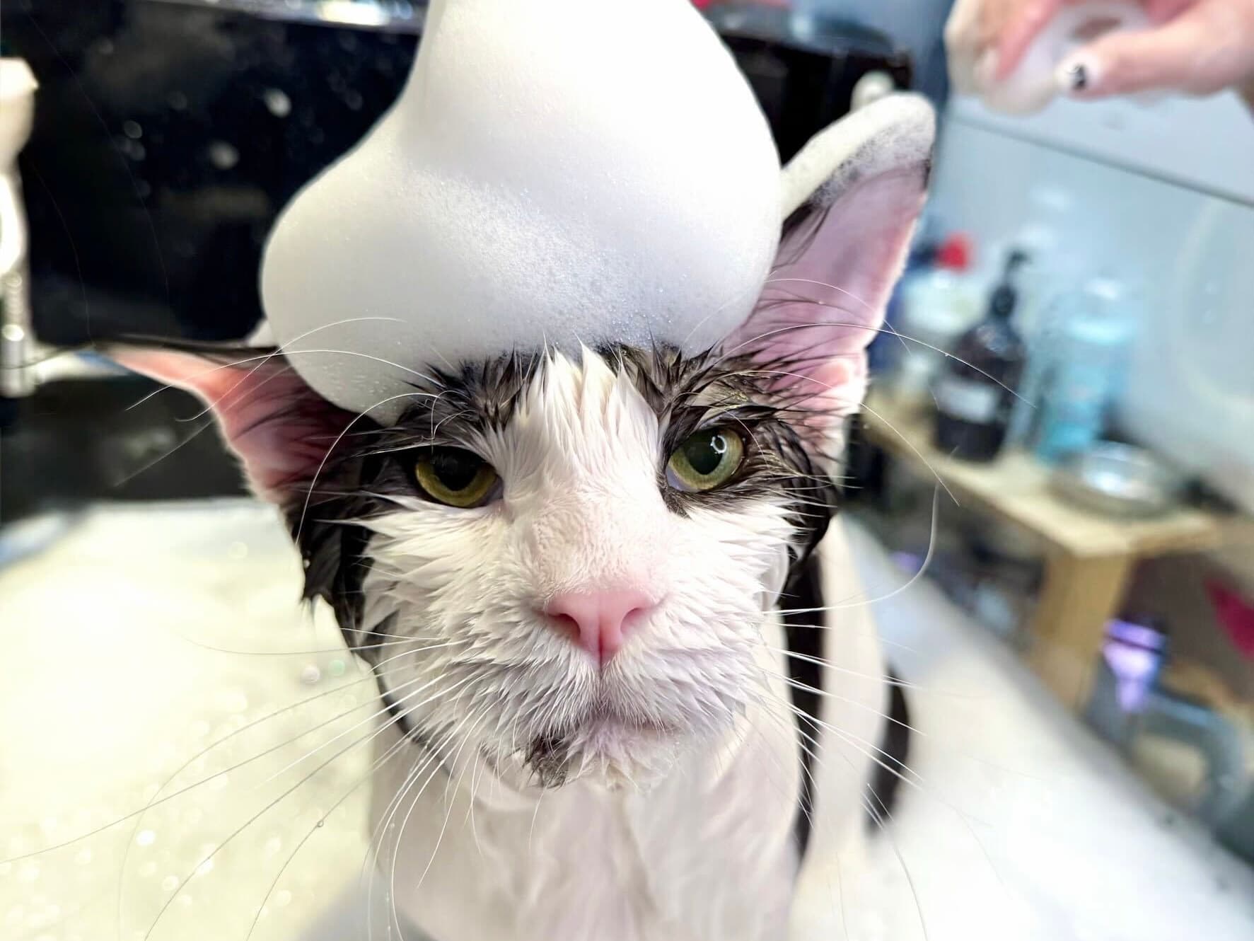 anneicat_02